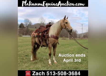 Kentucky Mountain Saddle Horse, Gelding, 10 years, 13.2 hh, Palomino