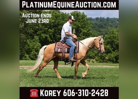 Kentucky Mountain Saddle Horse, Gelding, 11 years, 14.2 hh, Palomino