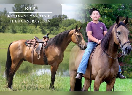 Kentucky Mountain Saddle Horse, Gelding, 11 years, Buckskin