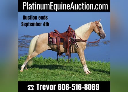 Kentucky Mountain Saddle Horse, Gelding, 13 years, 15 hh, Palomino