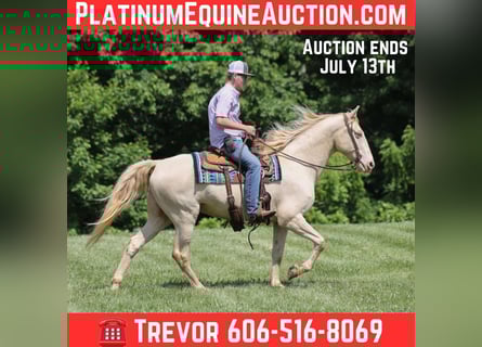 Kentucky Mountain Saddle Horse, Gelding, 15 years, 15,2 hh, Cremello