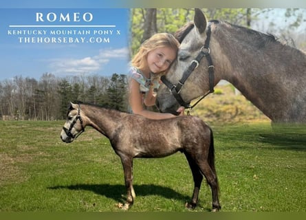 Kentucky Mountain Saddle Horse Mix, Gelding, 4 years, 13.2 hh, Grey-Dapple