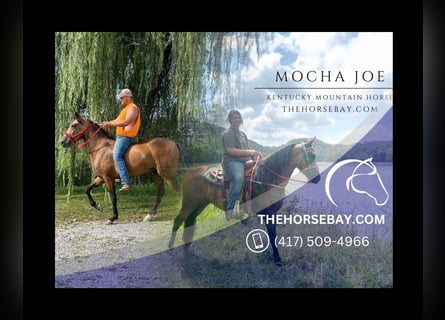Kentucky Mountain Saddle Horse, Gelding, 4 years, 15 hh, Buckskin