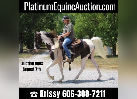 Kentucky Mountain Saddle Horse, Gelding, 5 years, 15.3 hh, Tobiano-all-colors