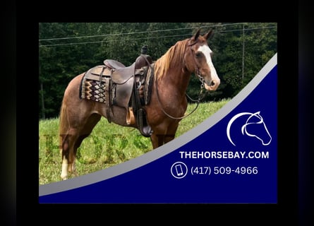 Kentucky Mountain Saddle Horse, Gelding, 7 years, 14.2 hh, Chestnut