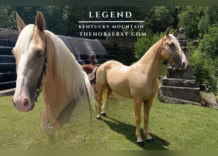 Kentucky Mountain Saddle Horse, Gelding, 7 years, 15.1 hh, Palomino Kentucky Mountain Saddle Horse, Gelding, 7 years, 15.1 hh, Palomino