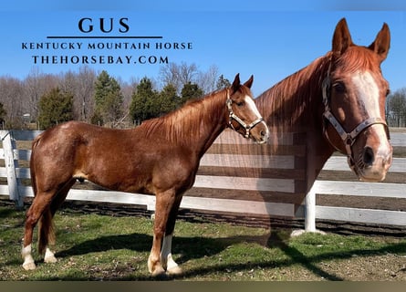 Kentucky Mountain Saddle Horse, Gelding, 7 years, Roan-Red