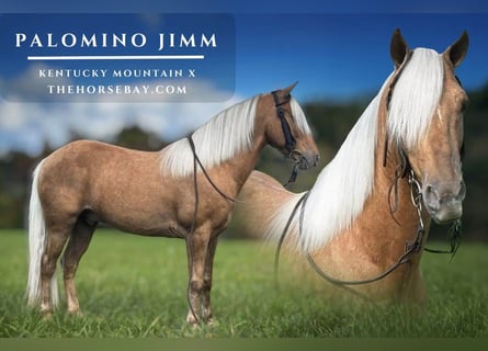 Kentucky Mountain Saddle Horse Mix, Gelding, 8 years, 13 hh, Palomino