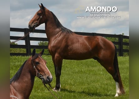 Kentucky Mountain Saddle Horse, Gelding, 8 years, 15 hh, Bay