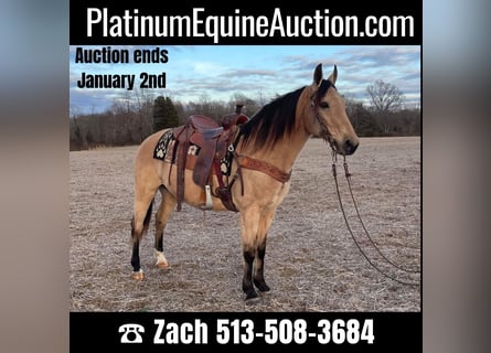 Kentucky Mountain Saddle Horse, Gelding, 8 years, 15 hh, Buckskin