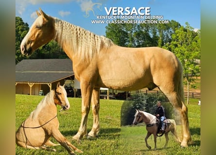 Kentucky Mountain Saddle Horse, Gelding, 8 years, 15 hh, Palomino