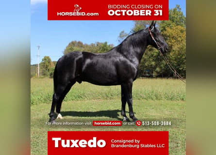 Kentucky Mountain Saddle Horse, Gelding, 9 years, 15.1 hh, Black