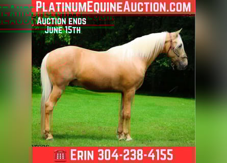 Kentucky Mountain Saddle Horse, Gelding, 9 years, 15 hh, Palomino