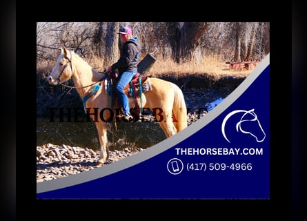 Kentucky Mountain Saddle Horse, Giumenta, 10 Anni, 155 cm, Palomino