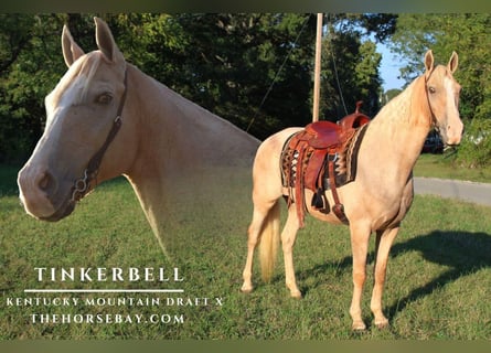 Kentucky Mountain Saddle Horse Mix, Giumenta, 12 Anni, 160 cm, Palomino