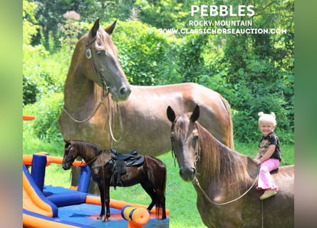 Kentucky Mountain Saddle Horse, Giumenta, 5 Anni, 152 cm, Baio ciliegia