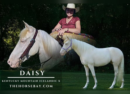 Kentucky Mountain Saddle Horse, Giumenta, 9 Anni, 152 cm, Perlino