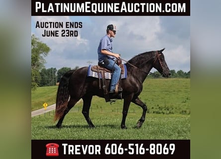 Kentucky Mountain Saddle Horse, Hongre, 10 Ans, 155 cm, Noir