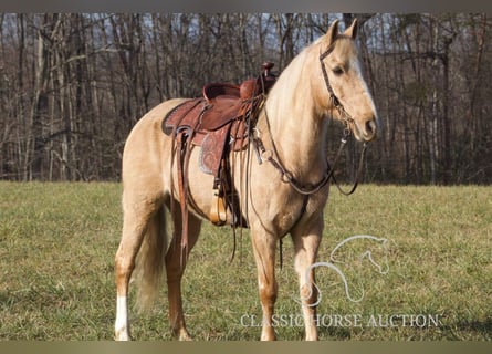 Kentucky Mountain Saddle Horse, Hongre, 11 Ans, 142 cm, Palomino