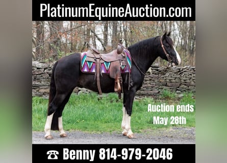 Kentucky Mountain Saddle Horse, Hongre, 11 Ans, 145 cm, Noir