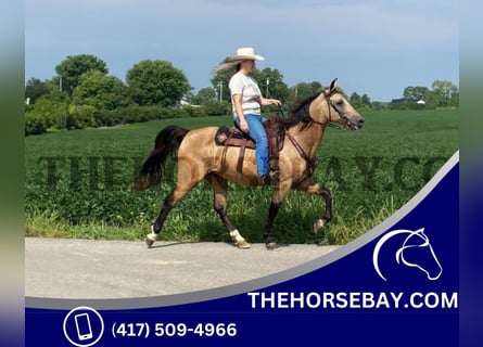 Kentucky Mountain Saddle Horse, Hongre, 11 Ans, 150 cm, Buckskin