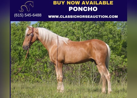 Kentucky Mountain Saddle Horse, Hongre, 12 Ans, 142 cm, Palomino
