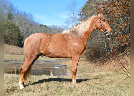 Kentucky Mountain Saddle Horse, Hongre, 6 Ans, 152 cm, Palomino