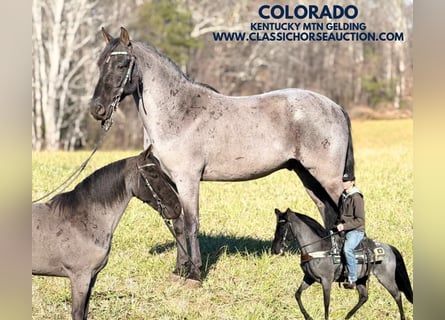 Kentucky Mountain Saddle Horse, Hongre, 8 Ans, 142 cm, Rouan Bleu