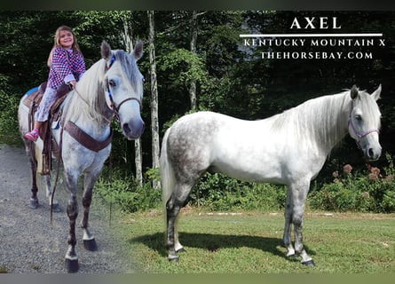 Kentucky Mountain Saddle Horse, Hongre, 8 Ans, 147 cm, Gris pommelé