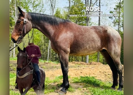 Kentucky Mountain Saddle Horse, Klacz, 14 lat, 142 cm, Gniada