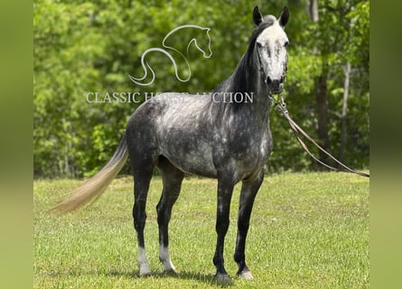 Kentucky Mountain Saddle Horse, Klacz, 4 lat, 152 cm, Siwa