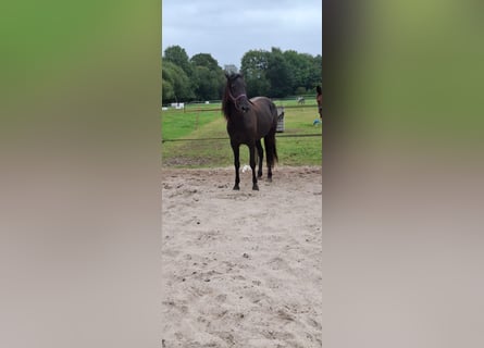 Kentucky Mountain Saddle Horse, Klacz, 5 lat, 155 cm, Kara