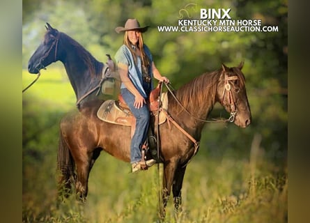Kentucky Mountain Saddle Horse, Mare, 10 years, 15 hh, Black