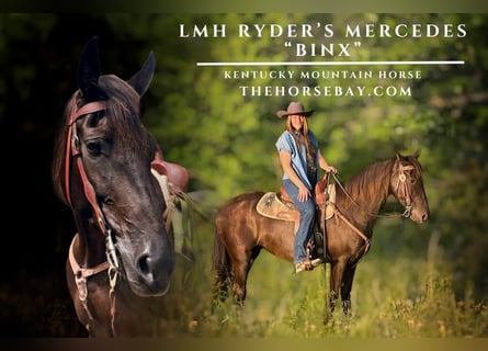 Kentucky Mountain Saddle Horse, Mare, 10 years, 15 hh, Black
