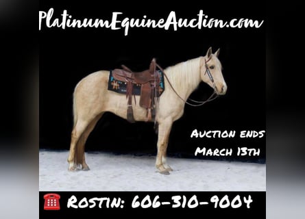 Kentucky Mountain Saddle Horse, Mare, 14 years, Palomino