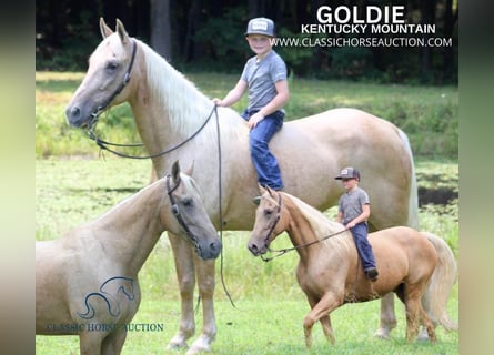 Kentucky Mountain Saddle Horse, Mare, 15 years, 15 hh, Palomino