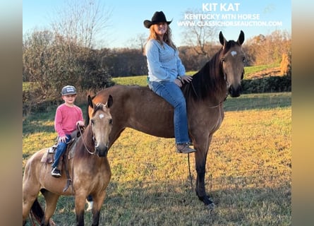 Kentucky Mountain Saddle Horse, Mare, 4 years, 15 hh, Buckskin