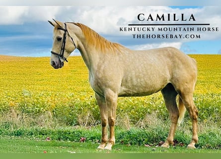 Kentucky Mountain Saddle Horse, Stute, 7 Jahre, 14,3 hh, Champagne