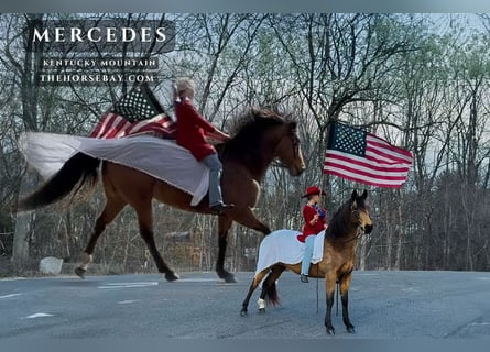 Kentucky Mountain Saddle Horse, Merrie, 10 Jaar, 150 cm, Buckskin