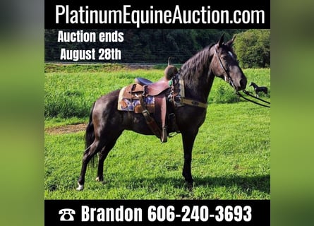 Kentucky Mountain Saddle Horse, Merrie, 7 Jaar, 150 cm, Schimmel