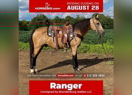 Kentucky Mountain Saddle Horse, Ruin, 11 Jaar, 152 cm, Buckskin