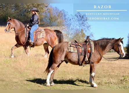 Kentucky Mountain Saddle Horse, Ruin, 11 Jaar, 152 cm, Roan-Bay