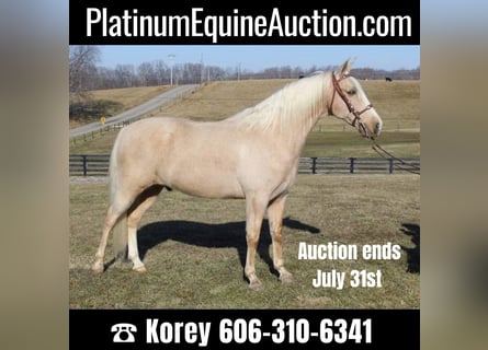 Kentucky Mountain Saddle Horse, Ruin, 11 Jaar, 157 cm, Palomino