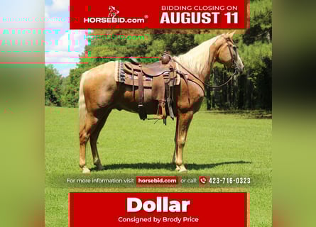 Kentucky Mountain Saddle Horse, Ruin, 12 Jaar, 157 cm, Palomino