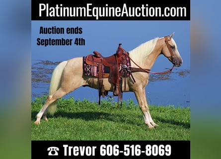 Kentucky Mountain Saddle Horse, Ruin, 14 Jaar, 152 cm, Palomino