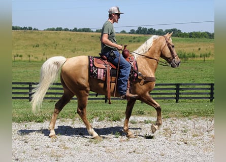 Kentucky Mountain Saddle Horse, Ruin, 17 Jaar, Palomino