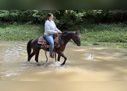 Kentucky Mountain Saddle Horse, Ruin, 5 Jaar, 127 cm, Zwart
