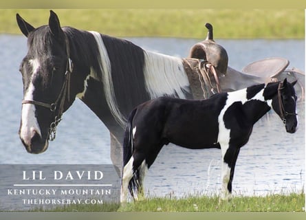 Kentucky Mountain Saddle Horse, Ruin, 5 Jaar, 163 cm, Tobiano-alle-kleuren