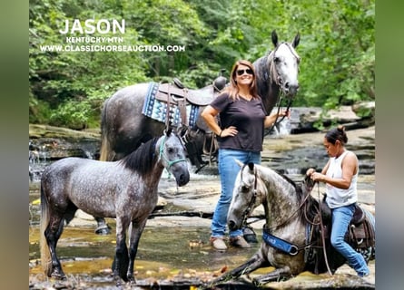 Kentucky Mountain Saddle Horse, Ruin, 6 Jaar, 142 cm, Schimmel