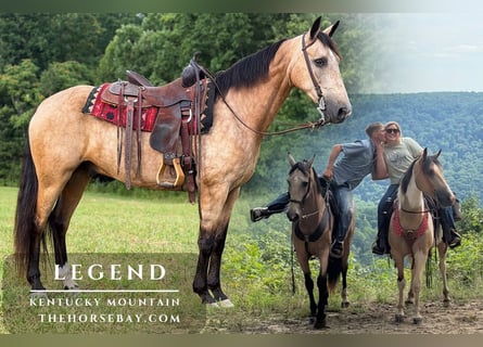 Kentucky Mountain Saddle Horse, Ruin, 7 Jaar, 155 cm, Buckskin